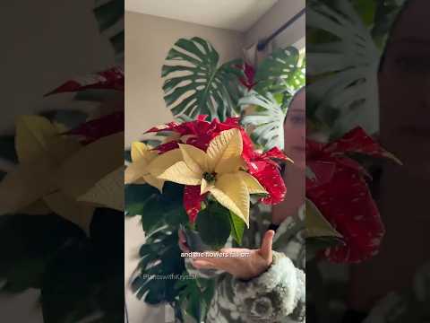 I heard you have a poinsettia that needs some care?