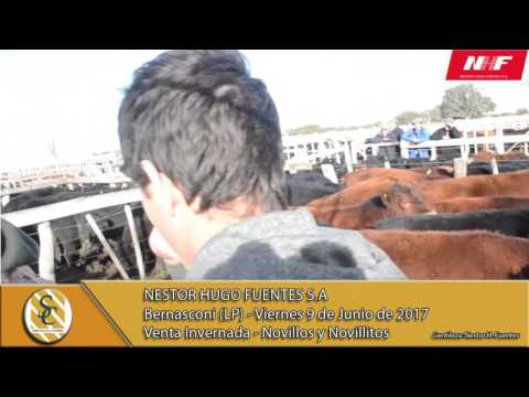 09-06-17  Venta Invernada , Novillos y Novillitos - Néstor Hugo Fuentes - Bernasconi (LP)