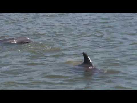 Dolphins in the East River, Jekyll Island