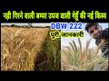 गेहूं की नही गिरने वाली बम्पर उपज वाली