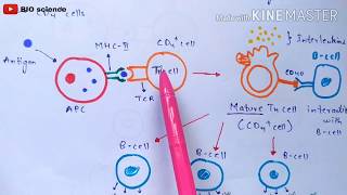 T helper cells and Cytotoxic T cells | Th cells and Tc cells | CD4+cells and CD8+cells | Bio science