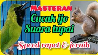 Download lagu MASTERAN CUCAK IJO||suara tupai/bajing||materi mewah!! mp3