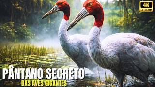 O Mistério do Pântano Onde Aves Pré-Históricas Sobreviveram à Extinção - Aves do Pântano