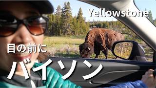 【🇺🇸Yellowstone】バイソンが目の前に…！世界初の国立公園へ