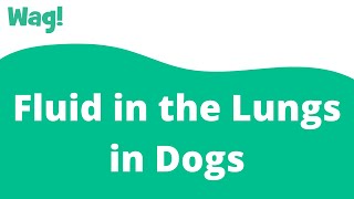 Fluid in the Lungs in Dogs | Wag!