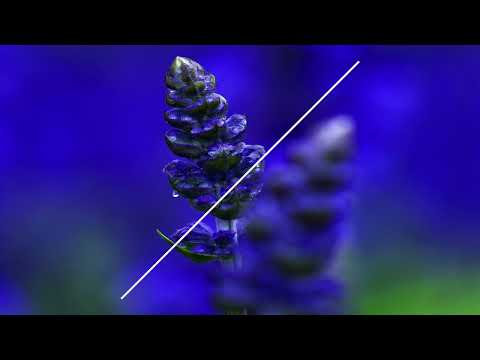 Franco Dalmati - Spring