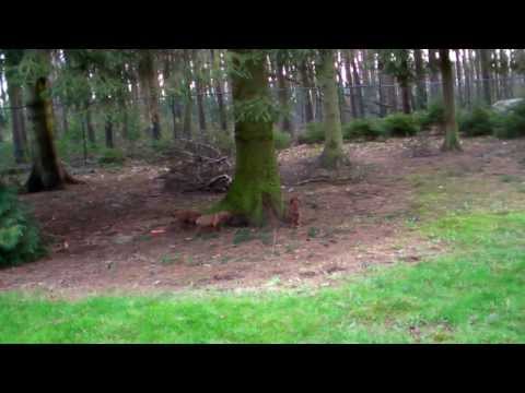 Mkondo wa Simba M-litter of Zara, nearly six weeks, part 2