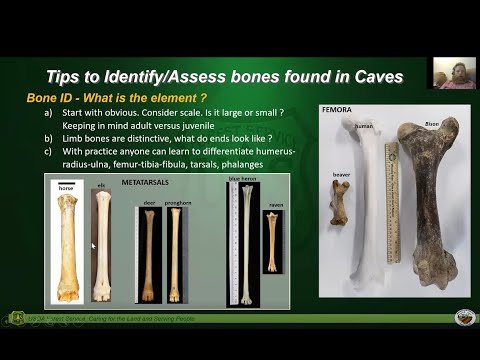 Guide to Fossils in Caves