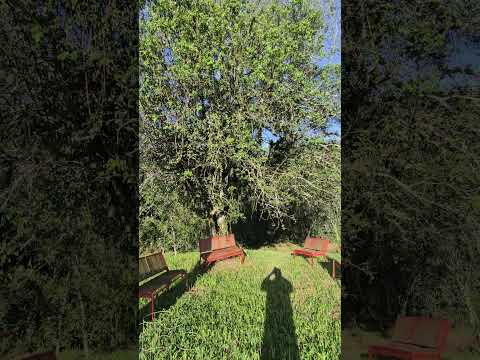 Vinícula RH Mariópolis Paraná.