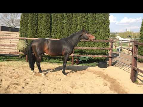 Monte Bellini v. Montender-Ramiro