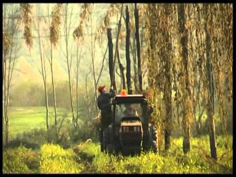 PRIDELOVANJE FIŽOLA