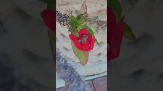 Big pot of beautiful crown-of-thorns #crownofthorns #flowers #keywestflorida #keywest #bloom #shorts