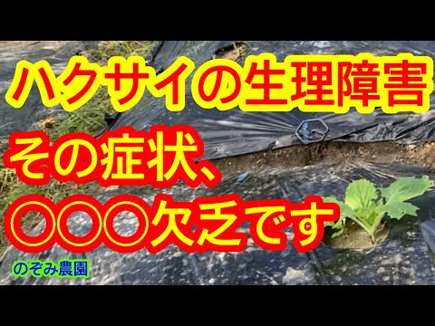 キョウチクトウの葉が黄色くなるのはなぜですか?問題を解決するために問題を診断するにはどうすればよいでしょうか?  庭園