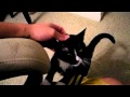 Tuxedo Cat Meow