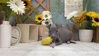 イタリアングレーハウンドの動画01