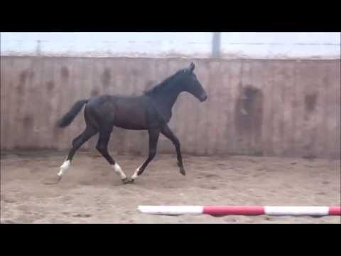 *2015 Hengstfohlen von Diamond Hit - Sergeant Pepper