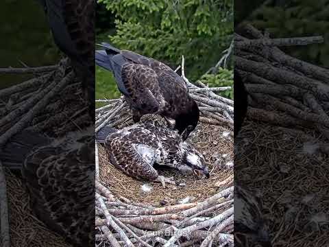 Birds nest daily life, Parent birds brings food to feed the babies in their nest,  [Ep#2139] #birds