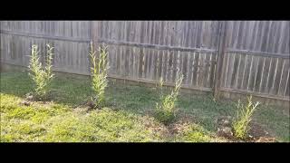 HYBRID WILLOW TREES!   40 + DAY GROWING PROCESS!!