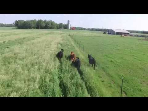 Herding Cattle With a Drone