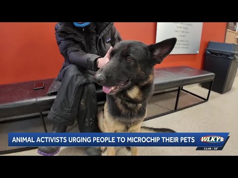 Louisville animal activists urging owners to microchip their pets - YouTube