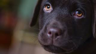 Dogs Welcome at The Ebury Hotel and Apartments, Canterbury, Kent