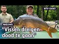 Deze sportvissers redden vissen uit ondergelopen weilanden Limburg | RTV Oost