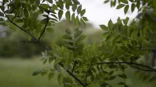 The Lilac Time  - The Road to Happiness