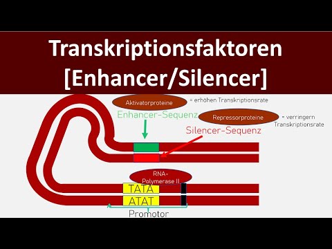 Transkriptionsfaktoren — Enhancer/Silencer (Oberstufe)