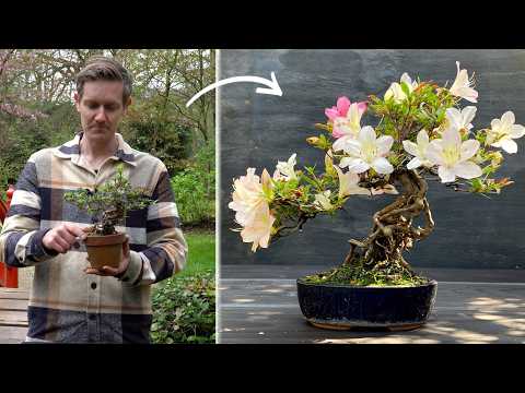 Small Azalea Bonsai in Neagari style