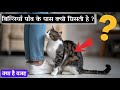 बिल्लियां पांव के पास आकर क्यों घिसती 