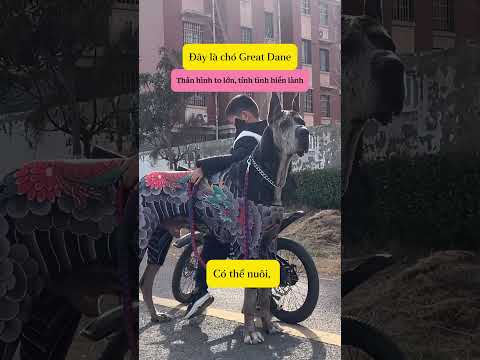Bạn dám nuôi giống chó nào trong danh sách này?#shorts
