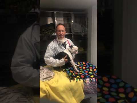Pet stop veterinary Dr Matt Belman