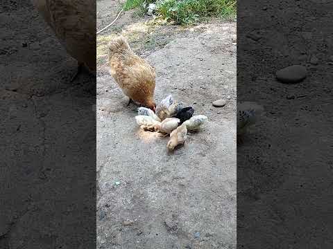 #Mother chicken call her chicks to eat #Chicks sounds /#J Lay Channel