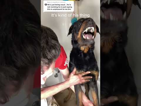 My dogs a little weird. Lol would you help bath him # #dogster #dogtime #happydog #rotties #bear