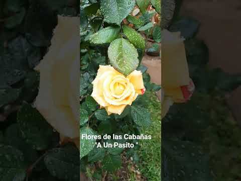 "A Un Pasito " Cabañas en Villa Rumipal. #villarumipal  #sierrasdecordoba #valledecalamuchita