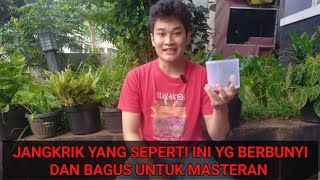 Download lagu TIPS MEMILIH JANGKRIK YANG BERBUNYI UNTUK MASTERAN MURAI BATU, KACER, CUCAK IJO DLL mp3 Download lagu TIPS MEMILIH JANGKRIK YANG BERBUNYI UNTUK MASTERAN MURAI BATU, KACER, CUCAK IJO DLL mp3
