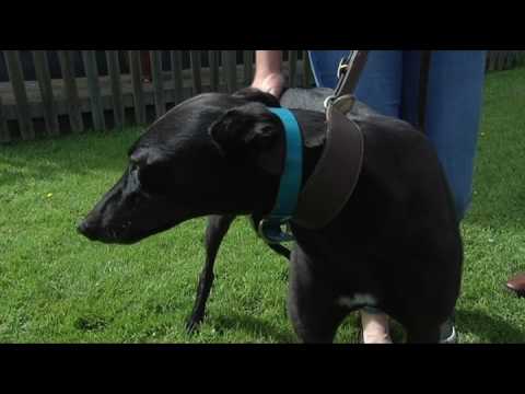 BUBBLY TURBO DERBY CHAT