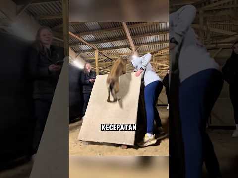 Anjing ini membuktikan bahwa ia mampu melakukan segalanya ❤️