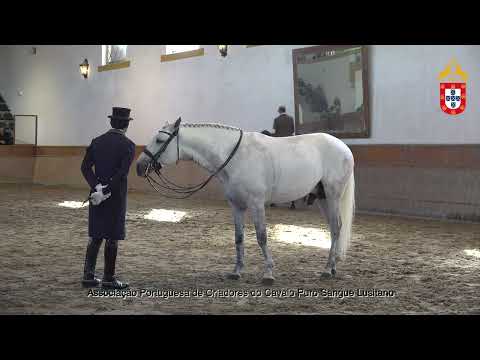 230128 17 Marialva da Broa - Aprovação de Garanhões