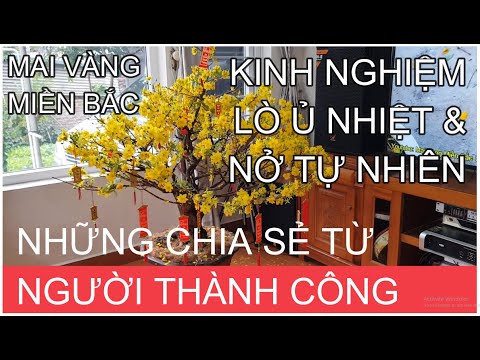 🔴 QBS2115 - Heat incubation technique for yellow apricot | Analysis of heat-incubated flowers and...