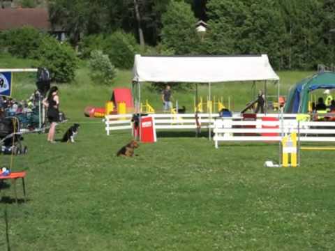 Juhannuskisat TSAU 2011 - Walesinterrieri Thelma