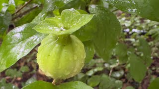2025 7 07 對面花 台北植物園