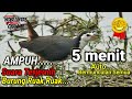 SUARA PIKAT BURUNG RUAK RUAK ASLI SUARA JERNIH