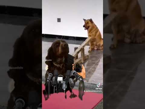EL COLUMPIO DE LOS PERROS. ARROYO DE SAN SERVAN. CAMPANARIO. BADAJOZ. EXTREMADURA. ESPAÑA