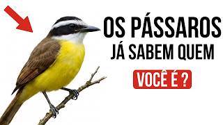 Pássaros do Seu Quintal Fazem – o Seu Quintal Fazem Assim Que Ouvem Sua Voz (Algo Que Você Nunca Reparou