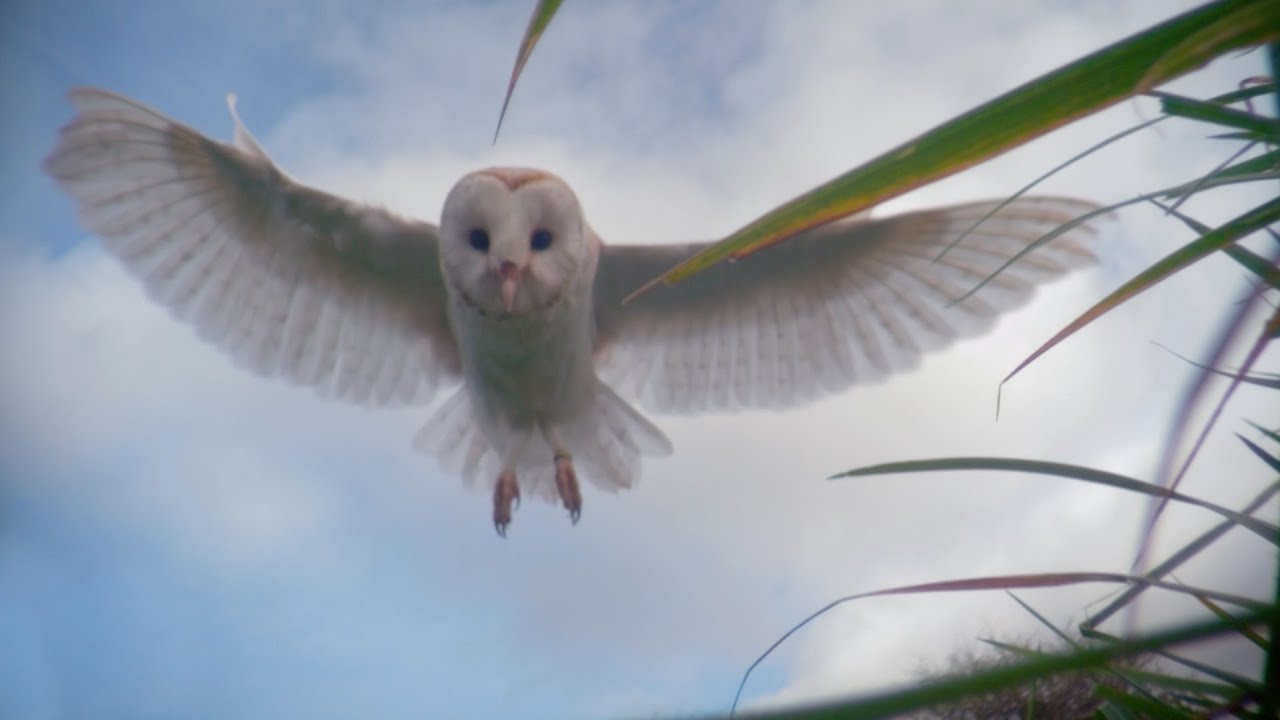 Dial-an-owl - Super Senses: The Secret Power of Animals: Episode 2 - BBC