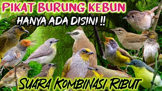 Download lagu Mp3 pikat burung kebun suara kombinasi ribut, cak wilis, remetuk laut, plamboyan, prenjak mp3