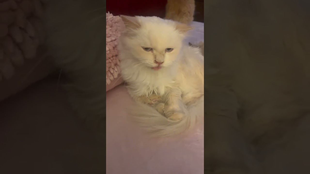 Enlarge Hopper (updated with video 6-6-2026), an adopted Ragdoll in Ennis, TX video 4/4