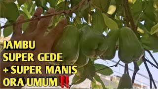 Download lagu Super-Large, Sweet Water Apples (15 Brix)! The Little-Known Secret of Green Giant Cultivation mp3 Download lagu Super-Large, Sweet Water Apples (15 Brix)! The Little-Known Secret of Green Giant Cultivation mp3