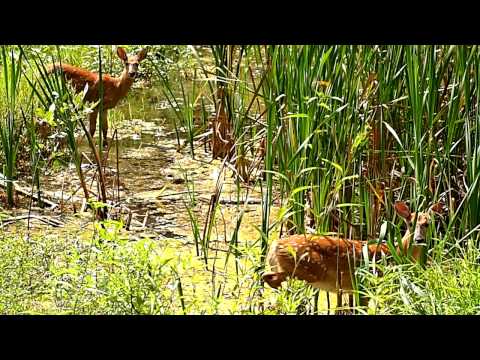 Deer Drinking In A Pond